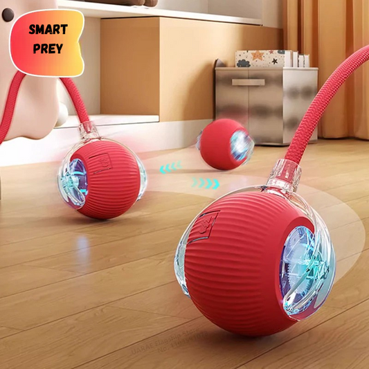 Interactive cat toy 