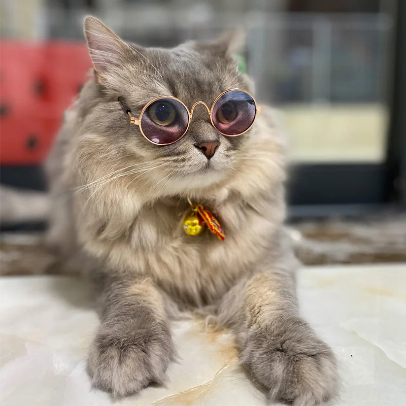 Pets sunglasses