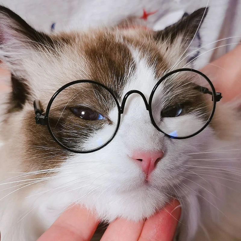 Sunglasses for pets